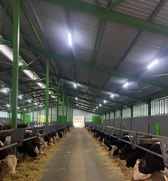 Çınarcık Pazarı Besi Çiftliği - Ahır İçi